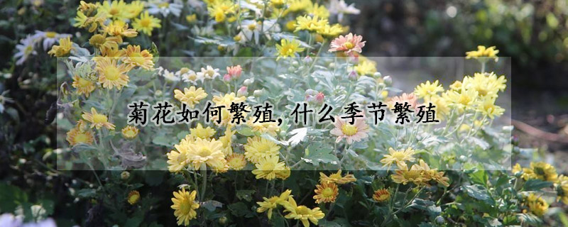 菊花如何繁殖,什么季節繁殖