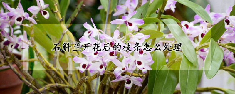 石斛蘭開花后的枝條怎么處理