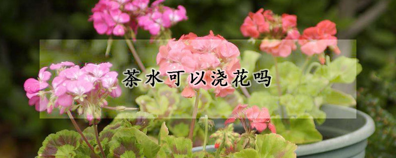 茶水可以澆花嗎