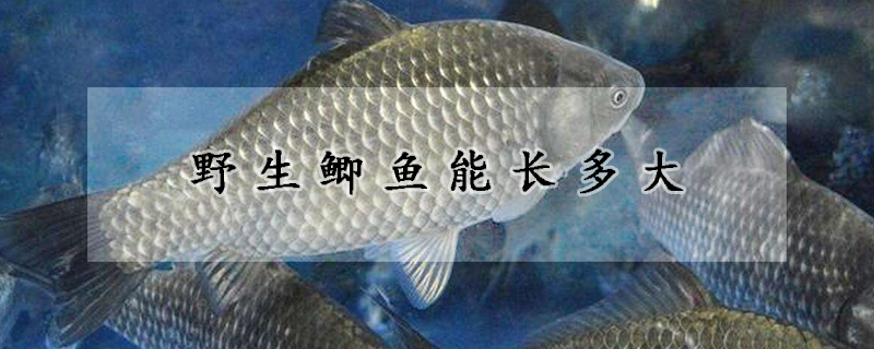 野生鯽魚(yú)能長(zhǎng)多大