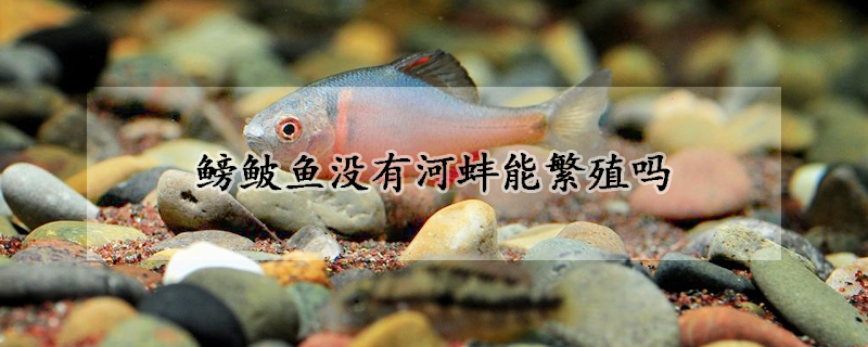 鳑鲏?mèng)~沒(méi)有河蚌能繁殖嗎