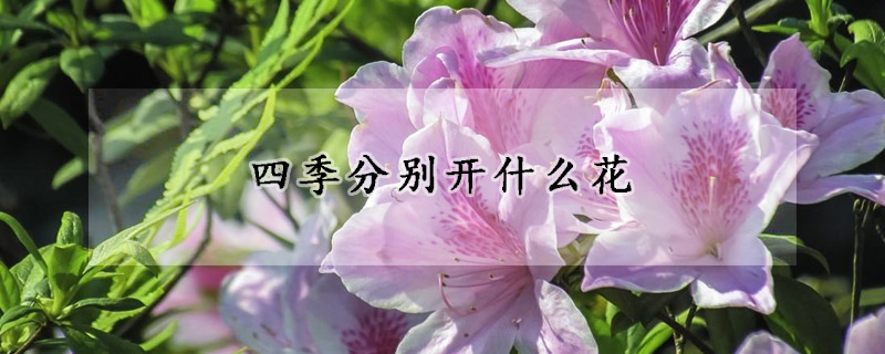 四季分別開(kāi)什么花