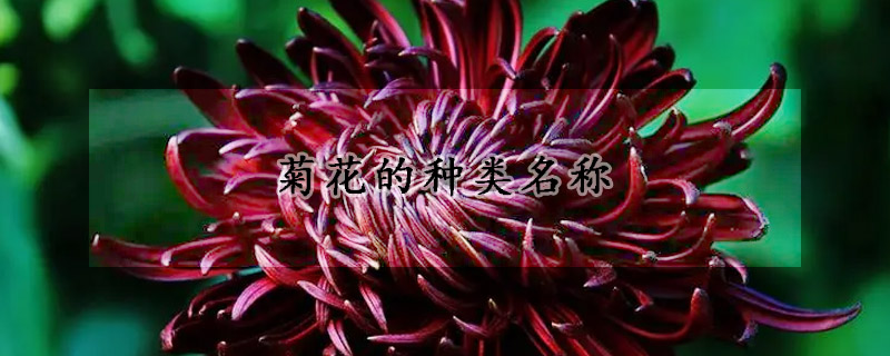 菊花的種類名稱