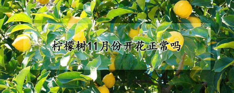 檸檬樹11月份開花正常嗎