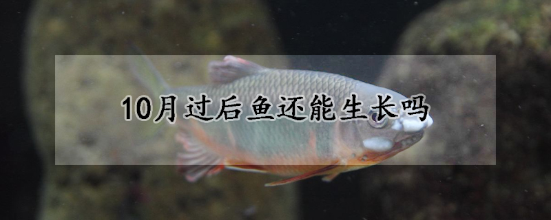 10月過(guò)后魚(yú)還能生長(zhǎng)嗎