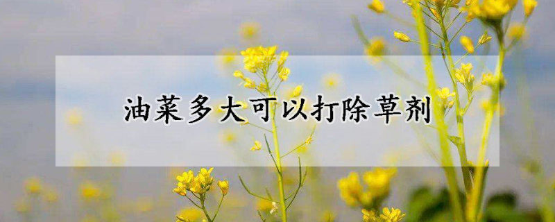 油菜多大可以打除草劑