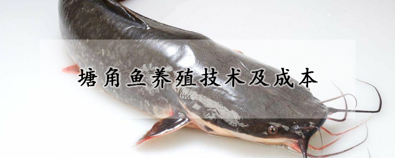 塘角魚養(yǎng)殖技術及成本