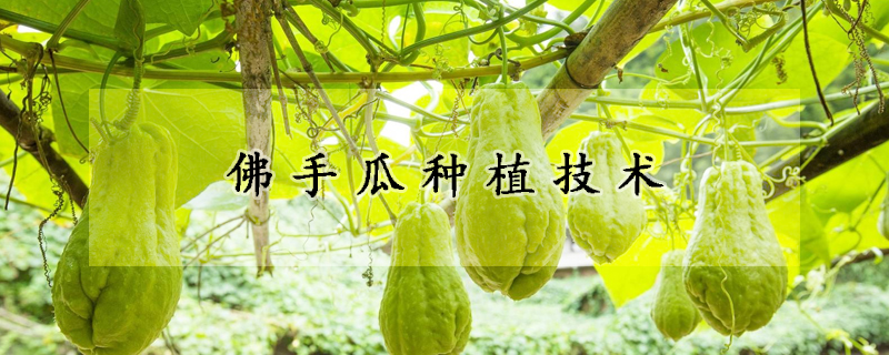 佛手瓜種植技術(shù)