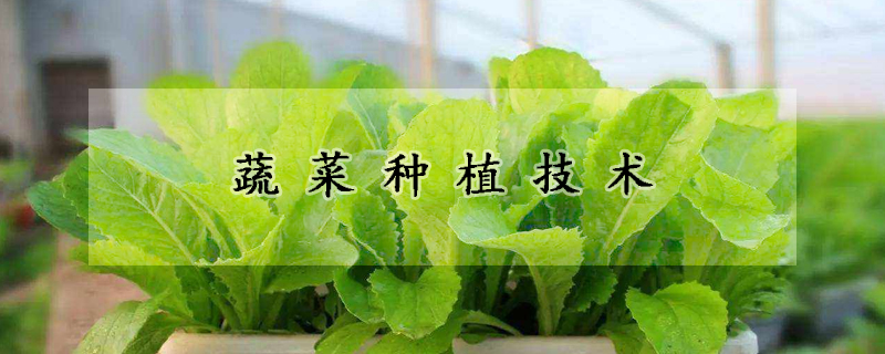 蔬菜種植技術(shù)