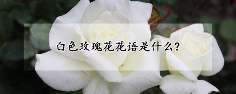 白色玫瑰花花語是什么?