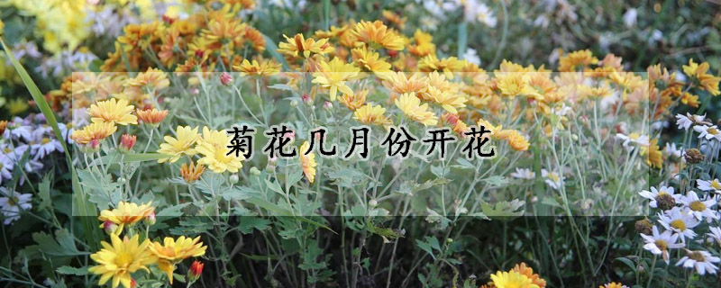 菊花幾月份開花