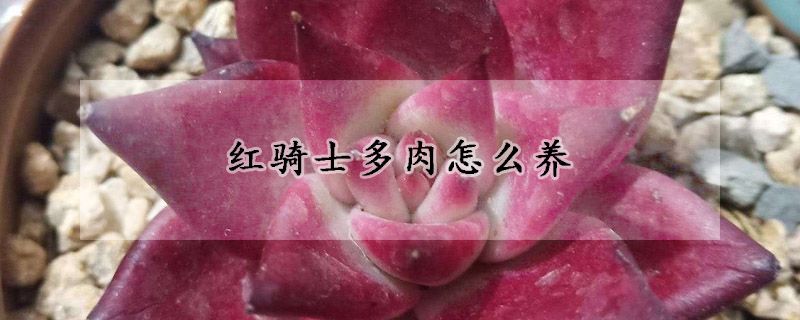 紅騎士多肉怎么養