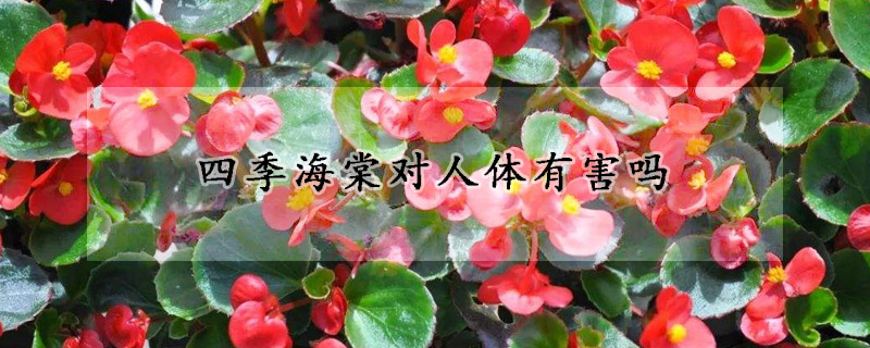 四季海棠對(duì)人體有害嗎