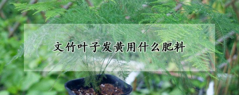 文竹葉子發(fā)黃用什么肥料