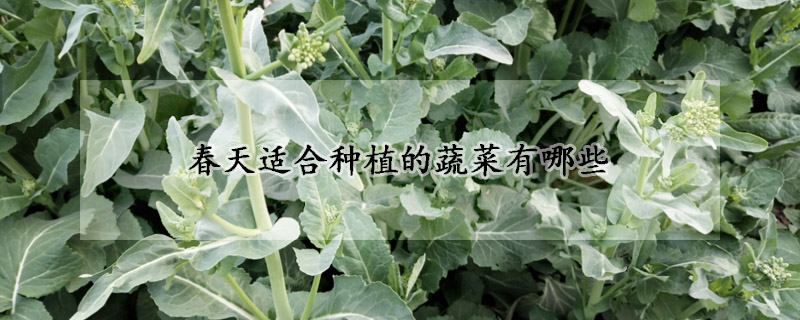 春天適合種植的蔬菜有哪些