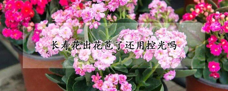 長(zhǎng)壽花出花苞了還用控光嗎