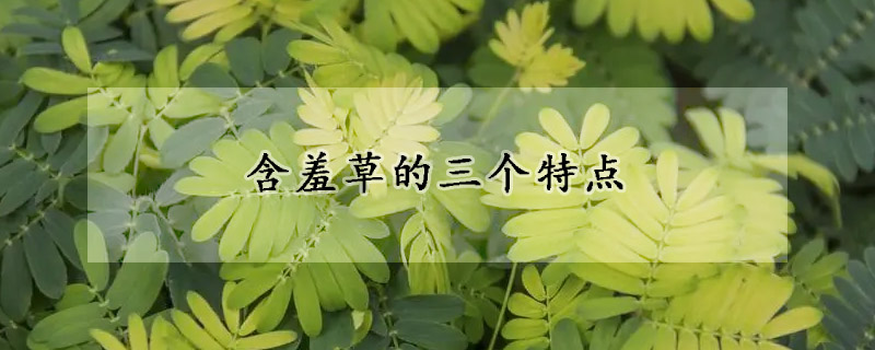 含羞草的三個特點(diǎn)