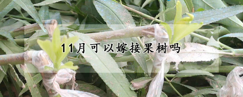 11月可以嫁接果樹嗎