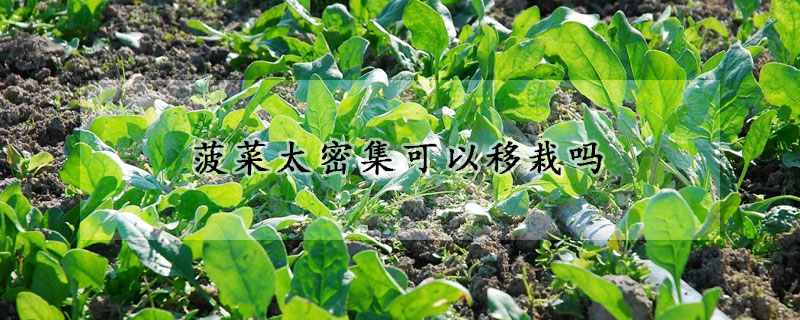 菠菜太密集可以移栽嗎