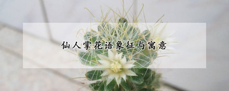 仙人掌花語(yǔ)象征與寓意