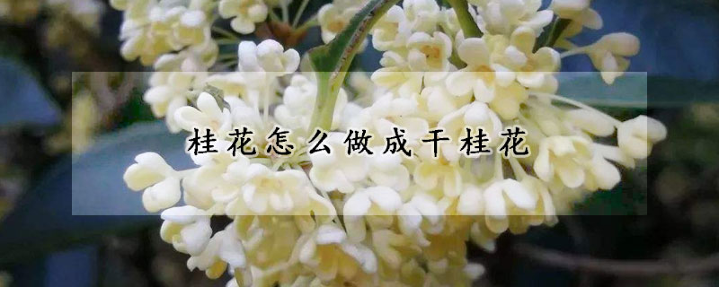 桂花怎么做成干桂花