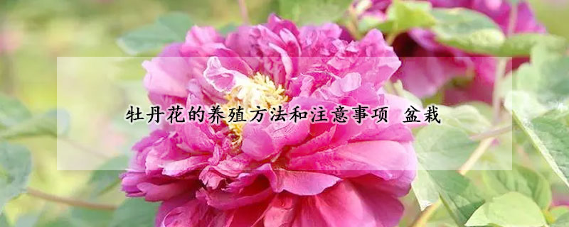 牡丹花的養(yǎng)殖方法和注意事項(xiàng) 盆栽