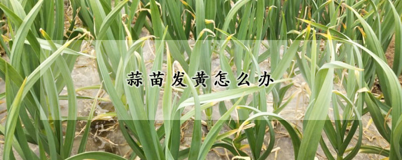 蒜苗發(fā)黃怎么辦