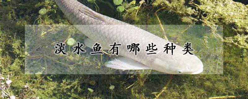 淡水魚(yú)有哪些種類