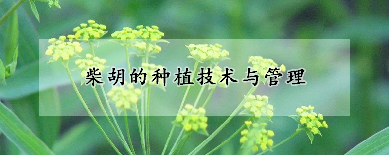 柴胡的種植技術(shù)與管理