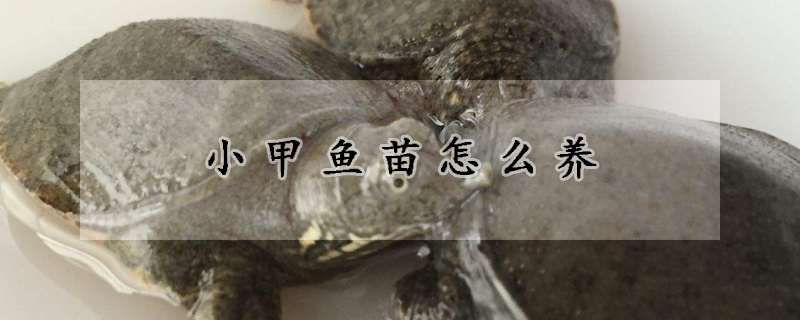 小甲魚苗怎么養(yǎng)