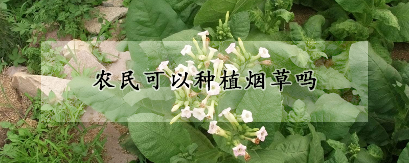 農(nóng)民可以種植煙草嗎