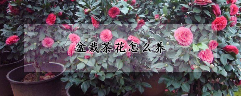 盆栽茶花怎么養