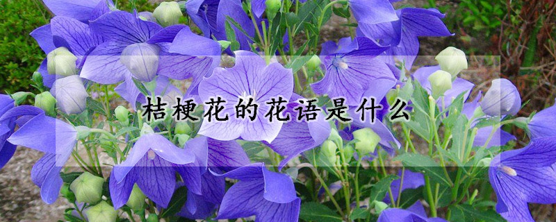 桔梗花的花語(yǔ)是什么