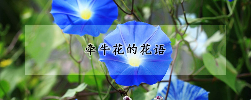 牽牛花的花語(yǔ)