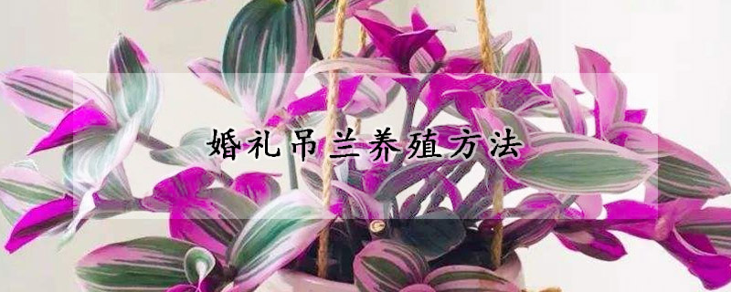 婚禮吊蘭養(yǎng)殖方法