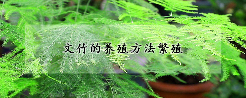 文竹的養(yǎng)殖方法繁殖