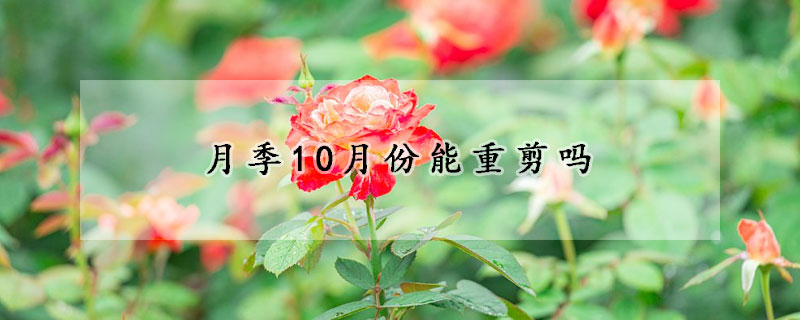 月季10月份能重剪嗎