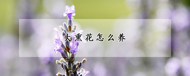 大熏花怎么養(yǎng)