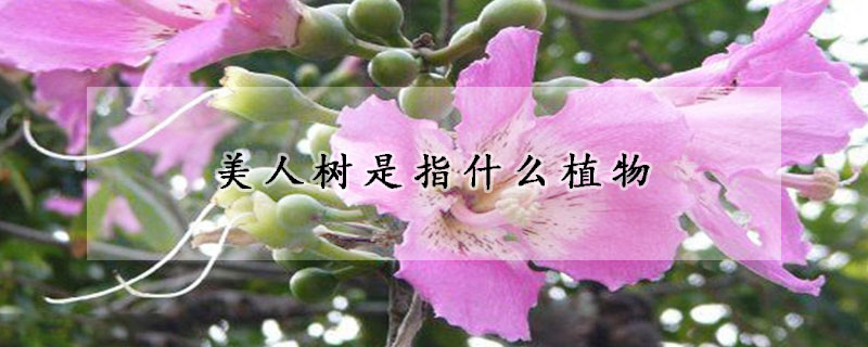 美人樹是指什么植物