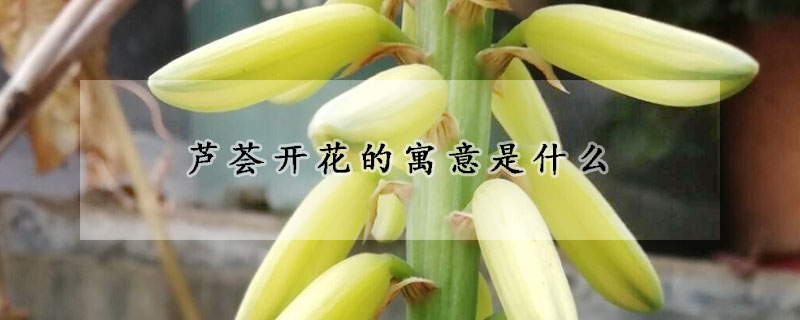 蘆薈開花的寓意是什么