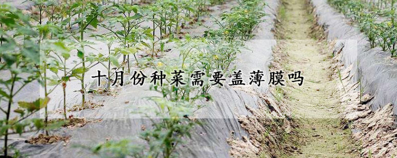 十月份種菜需要蓋薄膜嗎