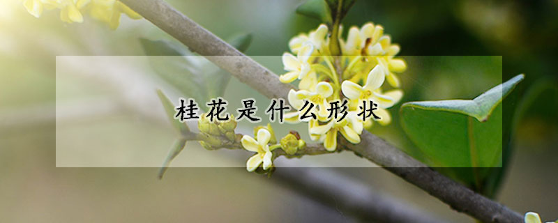 桂花是什么形狀