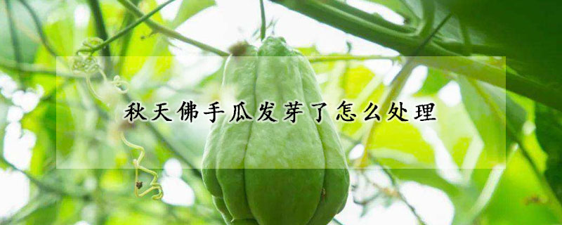 秋天佛手瓜發芽了怎么處理