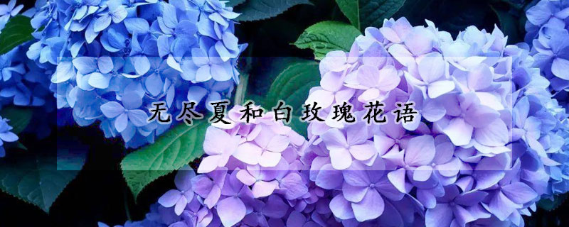 無盡夏和白玫瑰花語