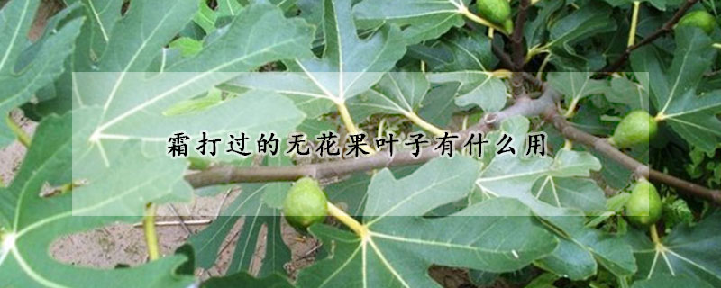 霜打過的無花果葉子有什么用