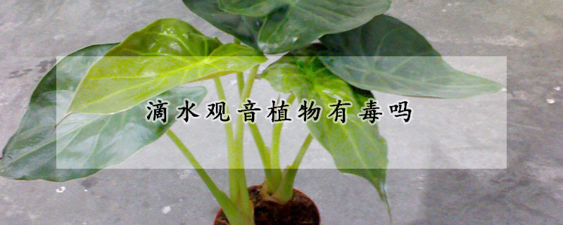 滴水觀音植物有毒嗎