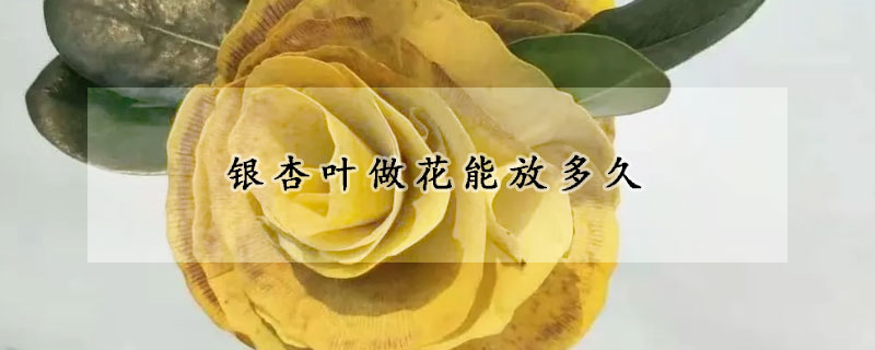 銀杏葉做花能放多久