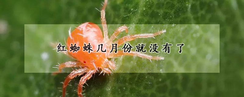 紅蜘蛛幾月份就沒(méi)有了