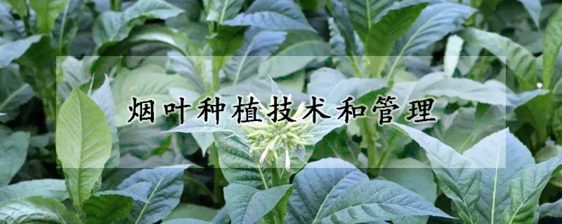 煙葉種植技術(shù)和管理