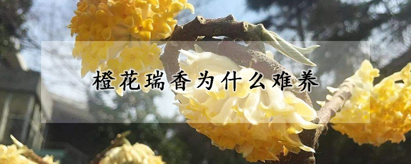 橙花瑞香為什么難養